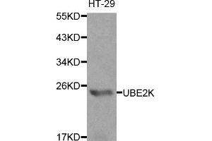 Western blot analysis of extracts of HT-29 cells, using UBE2K antibody (ABIN5970444) at 1/1000 dilution. (UBE2K anticorps)