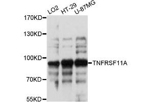 Western blot analysis of extracts of various cell lines, using TNFRSF11A antibody (ABIN6290165) at 1:3000 dilution. (TNFRSF11A anticorps)