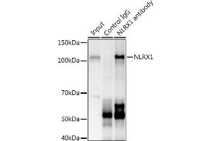 Immunoprecipitation analysis of 600 μg extracts of Mouse kidney using 3 μg NLRX1 antibody . (NLRX1 anticorps  (AA 87-360))