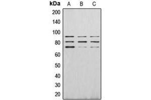 Western blot analysis of PAK4 (pS474) expression in HEK293T EGF-treated (A), Raw264. (PAK4 anticorps  (C-Term, pSer474))