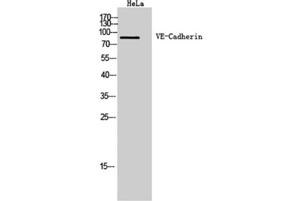 Cadherin 5 anticorps  (Internal Region)