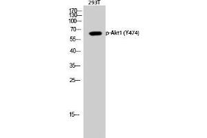 Western Blot (WB) analysis of 293T cells using Phospho-Akt1 (Y474) Polyclonal Antibody. (AKT1 anticorps  (pTyr474))