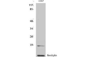 Western Blot (WB) analysis of specific cells using Neddylin Polyclonal Antibody. (NEDD8 anticorps  (N-Term))