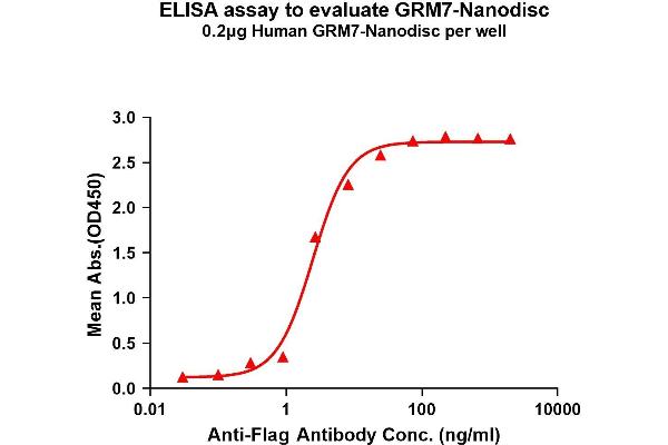 GRM7 Protéine