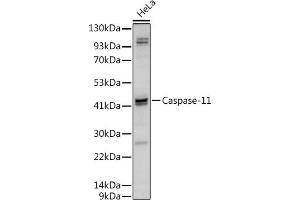 Western blot analysis of extracts of HeLa cells, using Caspase-11 antibody (ABIN6131528, ABIN6137966, ABIN6137967 and ABIN6222159) at 1:500 dilution. (Caspase 4 anticorps  (AA 81-266))