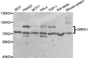 Western blot analysis of extracts of various cell lines, using SRPK1 antibody. (SRPK1 anticorps)