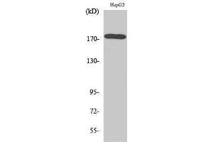 Western Blotting (WB) image for anti-Epidermal Growth Factor Receptor (EGFR) (Ser32), (Ser36) antibody (ABIN3174893) (EGFR anticorps  (Ser32, Ser36))