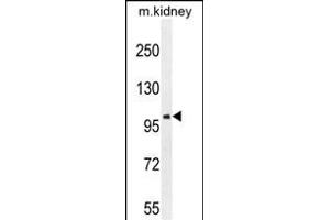 GRIA4 Antibody (Center) (ABIN654681 and ABIN2844375) western blot analysis in mouse kidney tissue lysates (35 μg/lane). (GRIA4 anticorps  (AA 259-287))