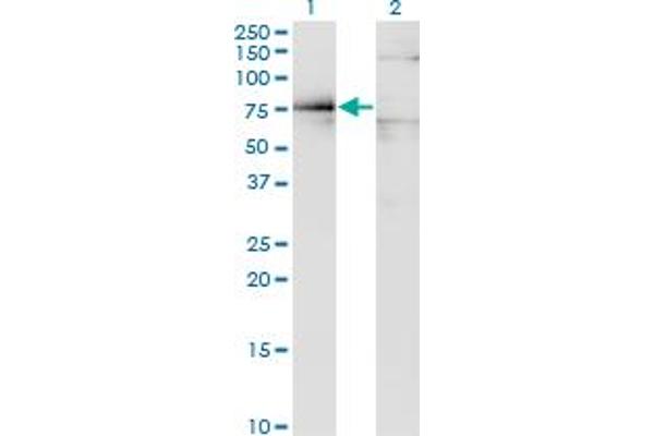 Dystrophin anticorps  (AA 1-635)