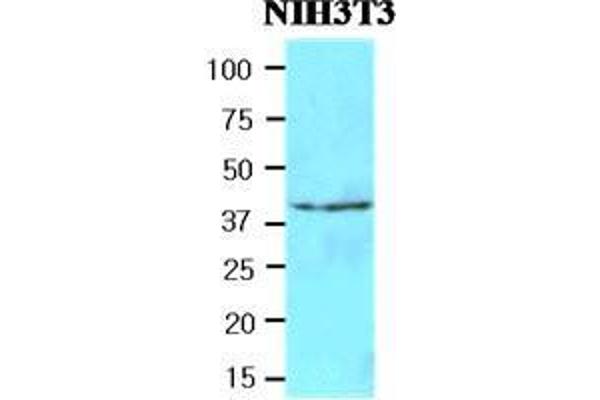 NAT6 anticorps  (AA 1-308)