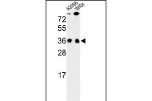 Western blot analysis of SFRS1 Antibody (N-term) (ABIN652256 and ABIN2841067) in , WiDr cell line lysates (35 μg/lane). (SRSF1 anticorps  (N-Term))