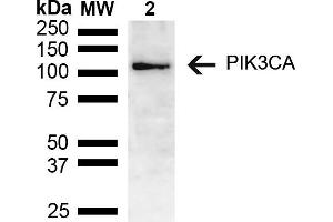 Western blot analysis of Mouse brain lysate showing detection of ~55. (PIK3CA anticorps  (AA 150-250) (PE))