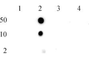 Histone H2BK5me1 (pAb) tested by dot blot analysis. (Histone H2B anticorps  (meLys5))