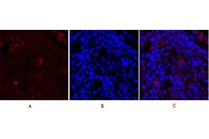 Immunofluorescence analysis of rat lung tissue. (SYN1 anticorps)