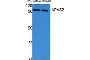 Western Blotting (WB) image for anti-Neuronal PAS Domain Protein 2 (NPAS2) (Internal Region) antibody (ABIN3178079) (NPAS2 anticorps  (Internal Region))
