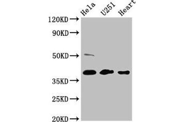 RCN3 anticorps  (AA 71-161)
