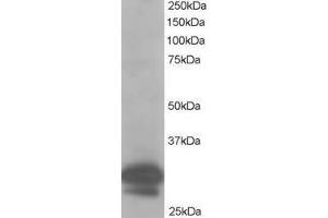 Image no. 1 for anti-Capping Protein (Actin Filament) Muscle Z-Line, beta (CAPZB) (AA 260-272) antibody (ABIN293430) (CAPZB anticorps  (AA 260-272))