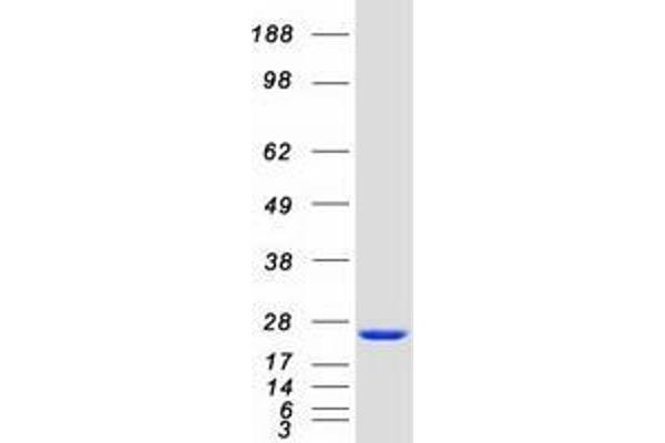 DCTPP1 Protein (Myc-DYKDDDDK Tag)