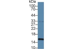 Western blot analysis of Porcine Spleen lysate, using Rabbit Anti-Porcine TTR Antibody (1 µg/ml) and HRP-conjugated Goat Anti-Rabbit antibody (abx400043, 0. (TTR anticorps  (AA 21-150))