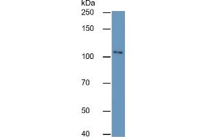 Rabbit Detection antibody from the kit in WB with Positive Control:  Sample Human Raji Cells. (NFkB Kit ELISA)