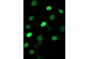 Anti-ERCC1 mouse monoclonal antibody (ABIN2455593) immunofluorescent staining of COS7 cells transiently transfected by pCMV6-ENTRY ERCC1 (RC200478). (ERCC1 anticorps)