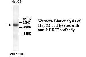 Image no. 1 for anti-Nuclear Receptor Subfamily 4, Group A, Member 1 (NR4A1) (Internal Region) antibody (ABIN791035) (NR4A1 anticorps  (Internal Region))