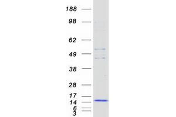 FCER1G Protein (Myc-DYKDDDDK Tag)