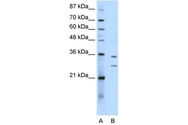 RPF1 anticorps  (N-Term)