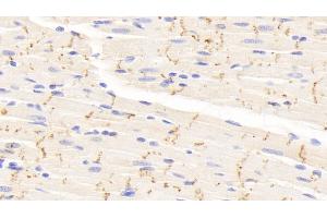 Detection of CX43 in Rat Cardiac Muscle Tissue using Polyclonal Antibody to Connexin 43 (CX43) (Connexin 43/GJA1 anticorps  (AA 180-382))