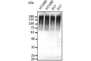 Anti-Ub Ab at dilution, cells stimulated with MG32, lysate at 50 µg per Iane, rabbit polydonal to goat IgG (HRP) at 1/10,000 dilution: (Ubiquitin anticorps)