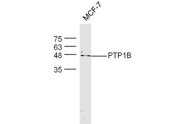 PTPN1 anticorps  (AA 1-100)