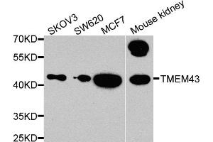 Western blot analysis of extracts of various cell lines, using TMEM43 antibody. (TMEM43 anticorps)