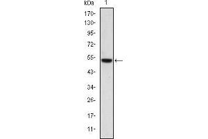 Western blot analysis using PODXL mAb against human PODXL (AA: 109-324) recombinant protein. (PODXL anticorps)