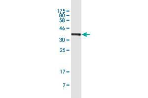 Western Blot detection against Immunogen (37. (PAIP1 anticorps  (AA 76-185))