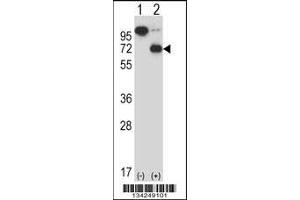 Western blot analysis of ARIH2 using rabbit polyclonal ARIH2 Antibody using 293 cell lysates (2 ug/lane) either nontransfected (Lane 1) or transiently transfected (Lane 2) with the ARIH2 gene. (ARIH2 anticorps  (C-Term))