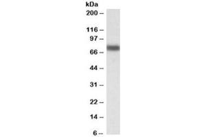 Western blot testing of HepG2 lysate with IRF2BP1 antibody at 0. (IRF2BP1 anticorps)