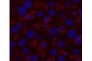 Immunofluorescence analysis of Mouse liver tissue using alpha Tubulin Monoclonal Antibody at dilution of 1:200. (alpha Tubulin anticorps)