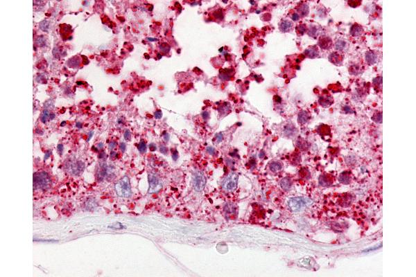 GPR18 anticorps  (Cytoplasmic Domain)