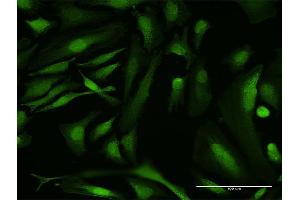 Immunofluorescence of purified MaxPab antibody to RBMY1A1 on HeLa cell. (RBMY1A1 anticorps  (AA 1-356))