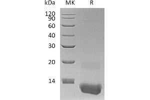 Greater than 95 % as determined by reducing SDS-PAGE. (CXCL3 Protein (His tag))