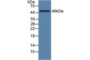 Western Blot; Sample: Rat Pancreas Tissue. (ORM1 anticorps  (AA 19-186))