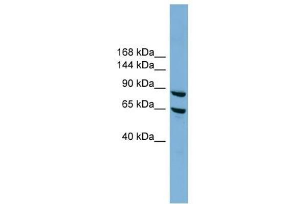 EXOC6 anticorps  (N-Term)