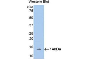 Western Blotting (WB) image for anti-Melatonin Receptor 1A (MTNR1A) (AA 216-257) antibody (ABIN1175869) (Melatonin Receptor 1A anticorps  (AA 216-257))