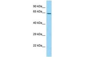 Image no. 1 for anti-Numb Homolog (NUMB) (C-Term) antibody (ABIN6748443) (NUMB anticorps  (C-Term))