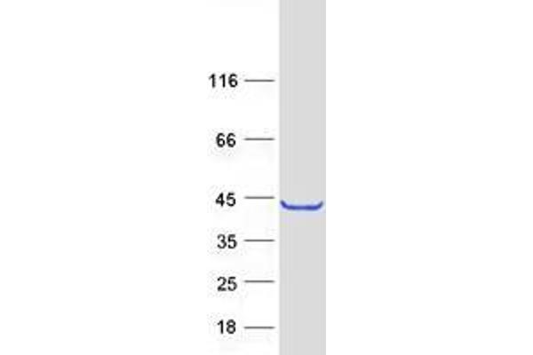 TRUB1 Protein (Myc-DYKDDDDK Tag)