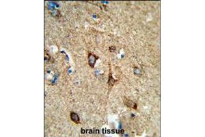 Formalin-fixed and paraffin-embedded human brain tissue reacted with COX5A Antibody , which was peroxidase-conjugated to the secondary antibody, followed by DAB staining. (COX5A anticorps  (AA 46-73))