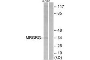 Western blot analysis of extracts from HuvEc cells, using MRGRG Antibody. (Mrgprg anticorps  (AA 231-280))