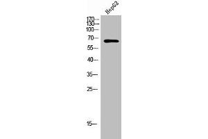 Western Blot analysis of HepG2 cells using TCP-1 ε Polyclonal Antibody (CCT5 anticorps  (Internal Region))