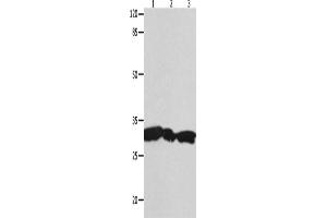 Western Blotting (WB) image for anti-14-3-3 gamma (YWHAG1) antibody (ABIN2431699) (14-3-3 gamma anticorps)