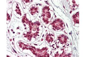 Anti-Cullin 2 / CUL2 antibody IHC of human breast. (Cullin 2 anticorps  (AA 748-759))
